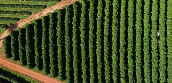Preços do café sobem com imposição de tarifas pelos EUA ao Brasil, maior exportador
