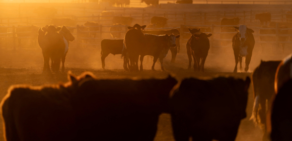 Trump adia ordem para aumentar importações de carne bovina, diz WSJ