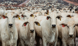 Brasil e Austrália pressionam China para permitir maior embarque de carne bovina, dizem fontes