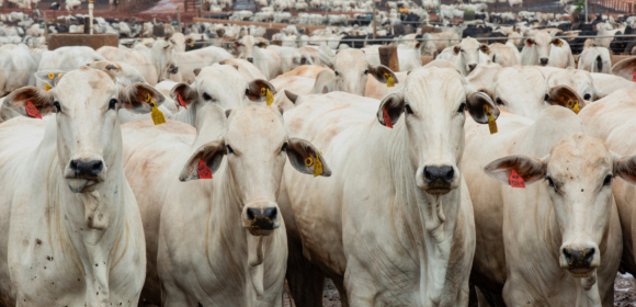 Brasil e Austrália pressionam China para permitir maior embarque de carne bovina, dizem fontes