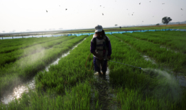 Condições do El Niño estão presentes e devem se intensificar, diz CPC